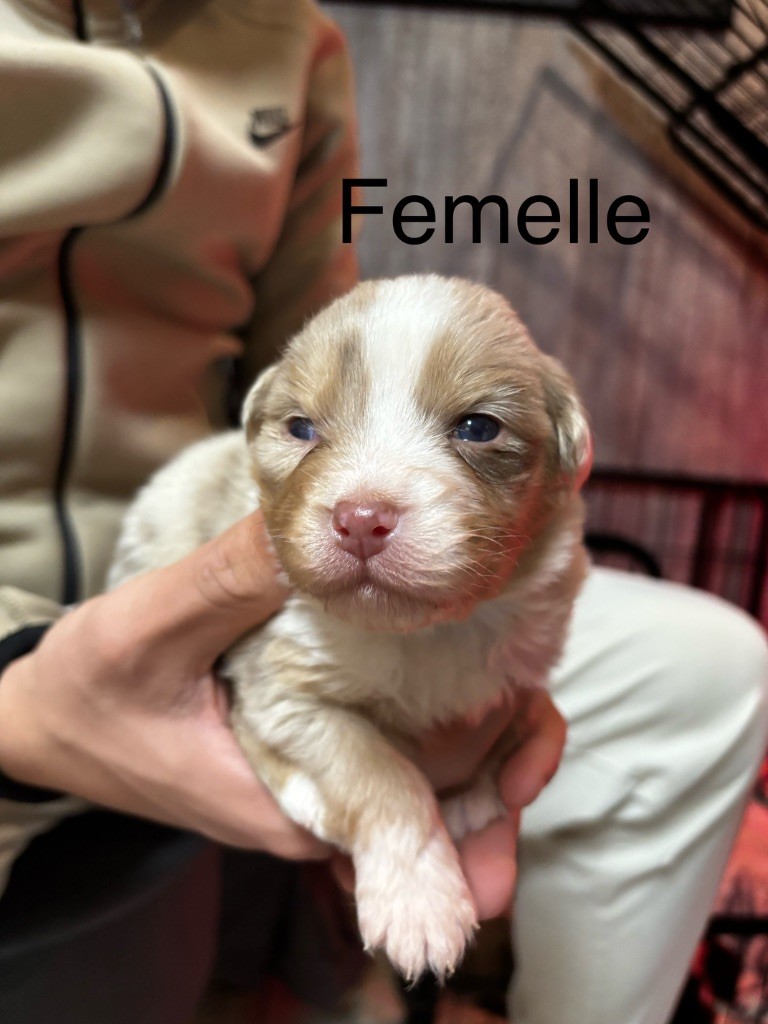 De L'Eclipse D'Azur - Chiot disponible  - Berger Australien