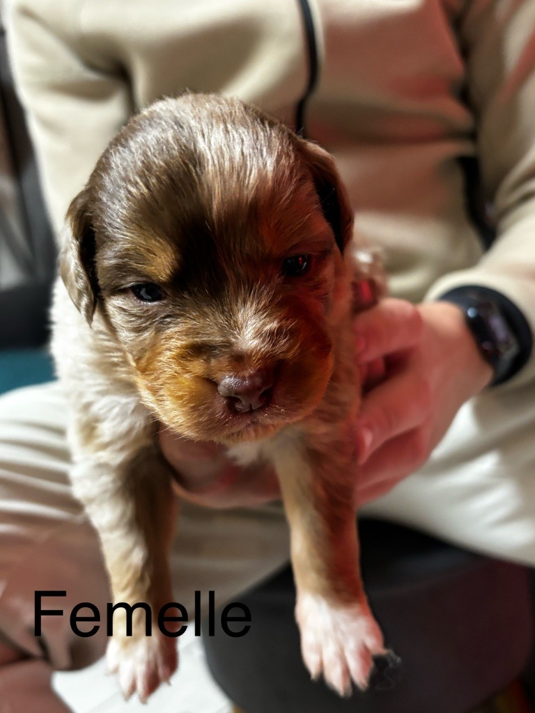 De L'Eclipse D'Azur - Chiot disponible  - Berger Australien