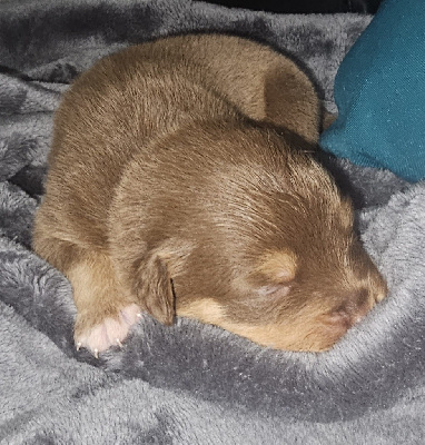 CHIOT 3 male rouge tricolore queue longue 