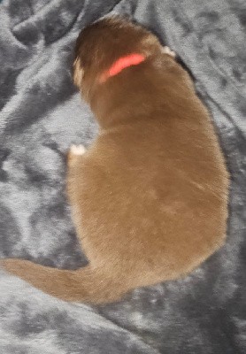 CHIOT 10 rouge tricolore queue longue 