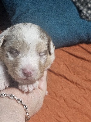 CHIOT 9 rouge merle queue longue 