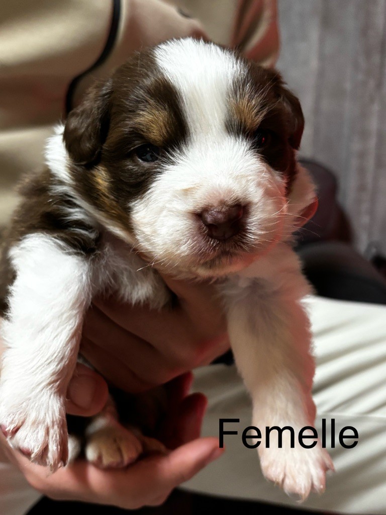 De L'Eclipse D'Azur - Chiot disponible  - Berger Australien