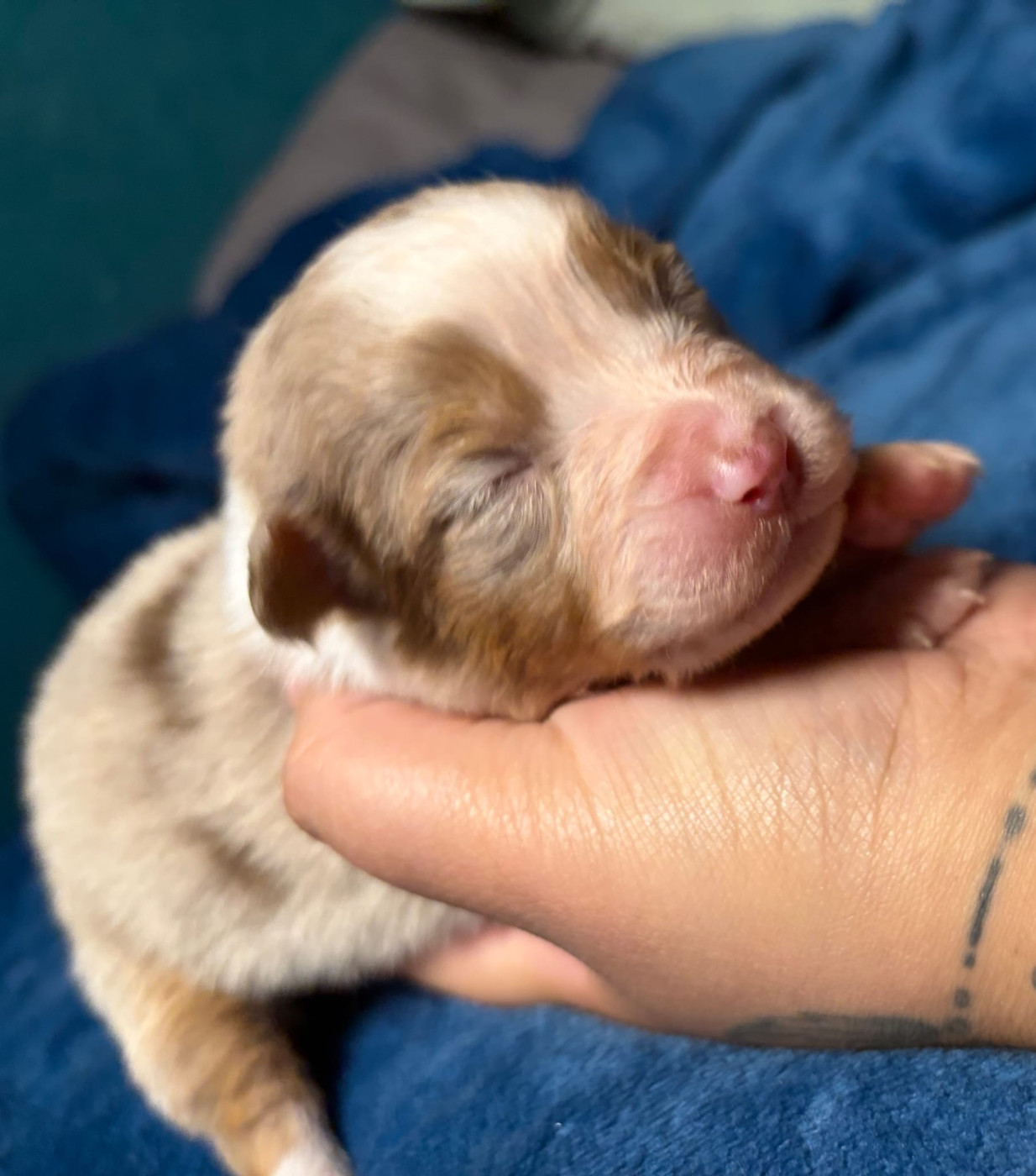 De L'Eclipse D'Azur - Chiots disponibles - Berger Australien