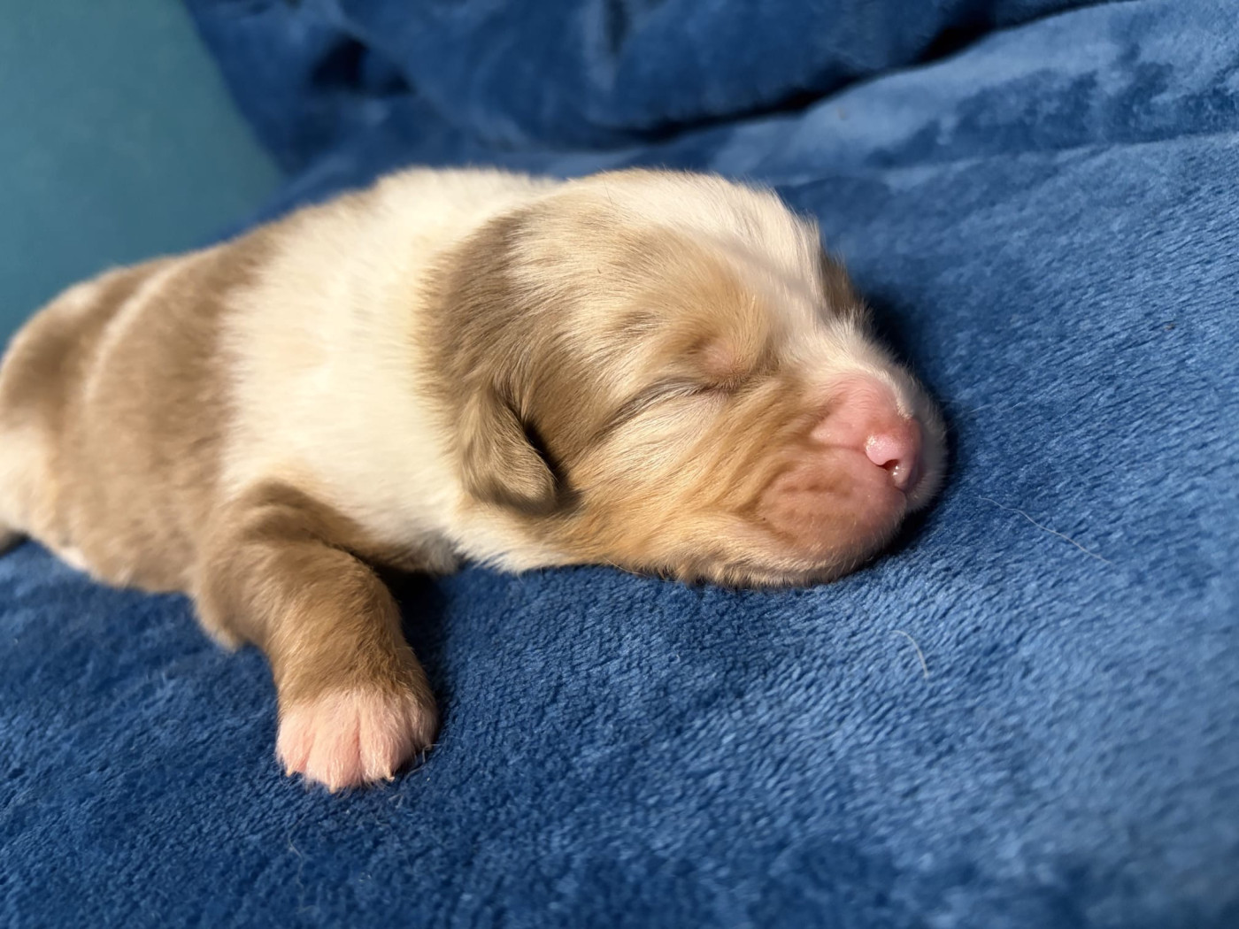 De L'Eclipse D'Azur - Chiots disponibles - Berger Australien