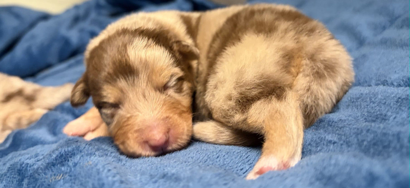 De L'Eclipse D'Azur - Chiots disponibles - Berger Australien