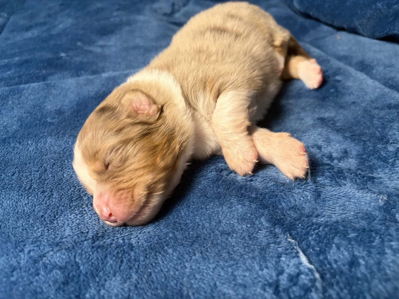 De L'Eclipse D'Azur - Chiots disponibles - Berger Australien