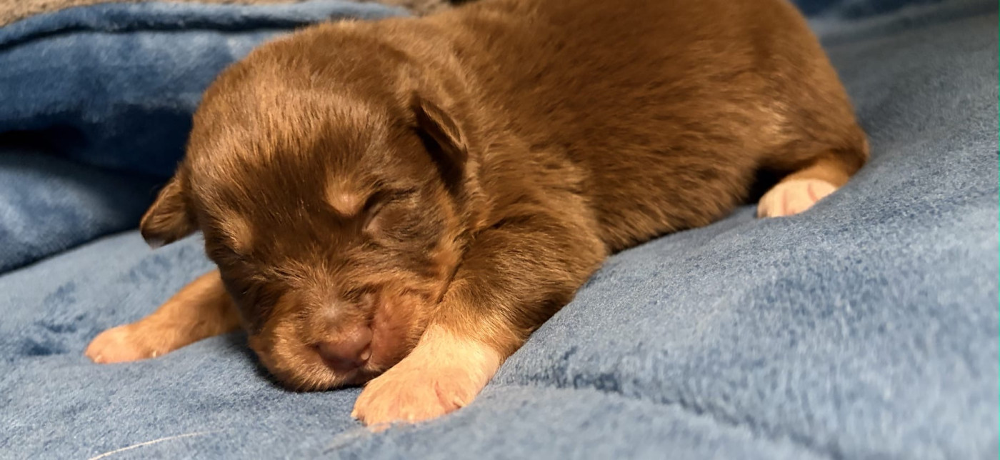 De L'Eclipse D'Azur - Chiots disponibles - Berger Australien