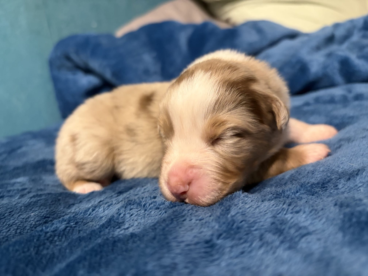 De L'Eclipse D'Azur - Chiots disponibles - Berger Australien