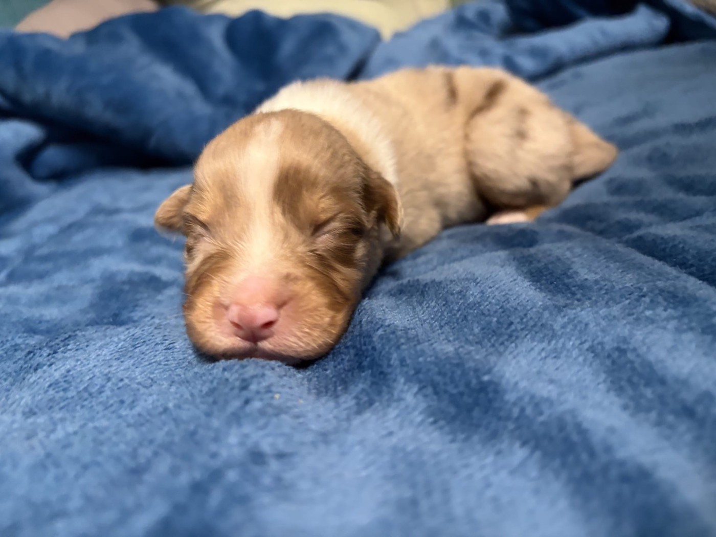 De L'Eclipse D'Azur - Chiots disponibles - Berger Australien