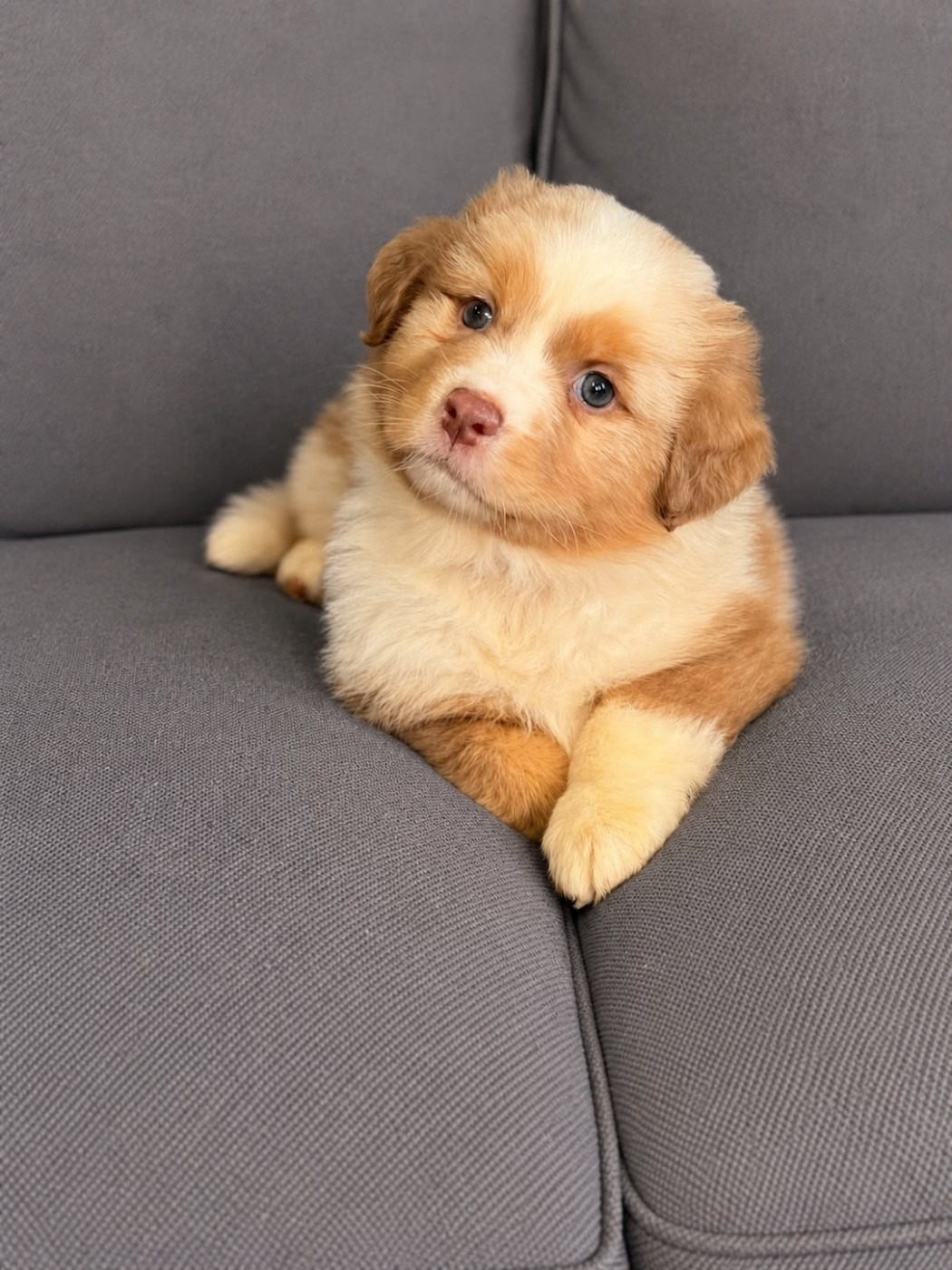 De L'Eclipse D'Azur - Chiots disponibles - Berger Australien