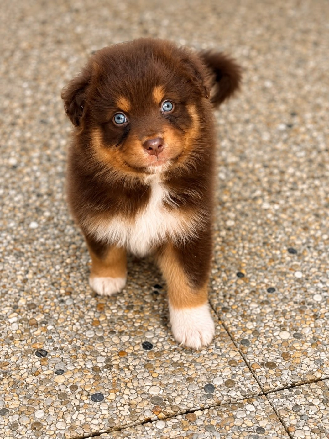 De L'Eclipse D'Azur - Chiots disponibles - Berger Australien