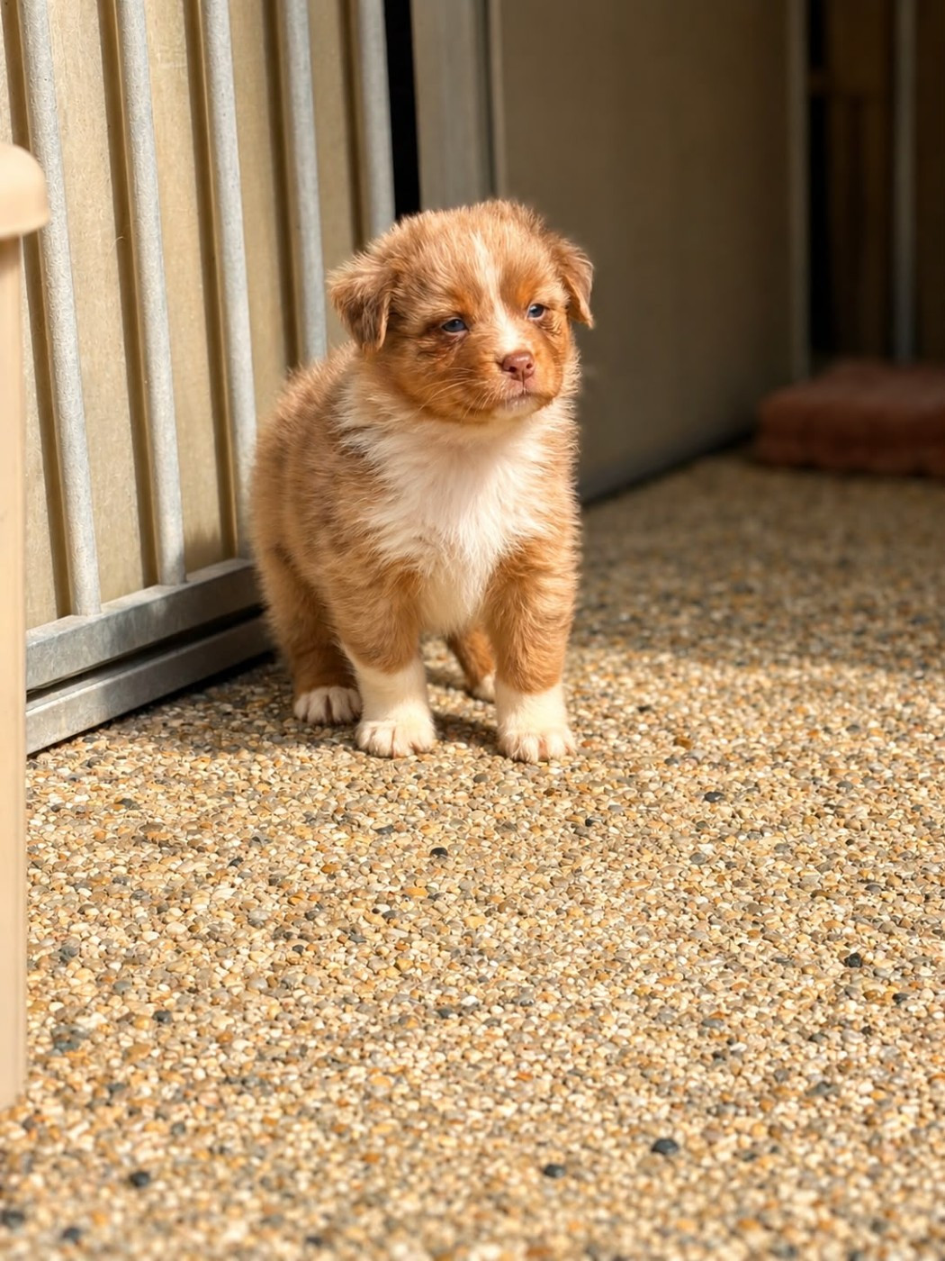 De L'Eclipse D'Azur - Chiots disponibles - Berger Australien