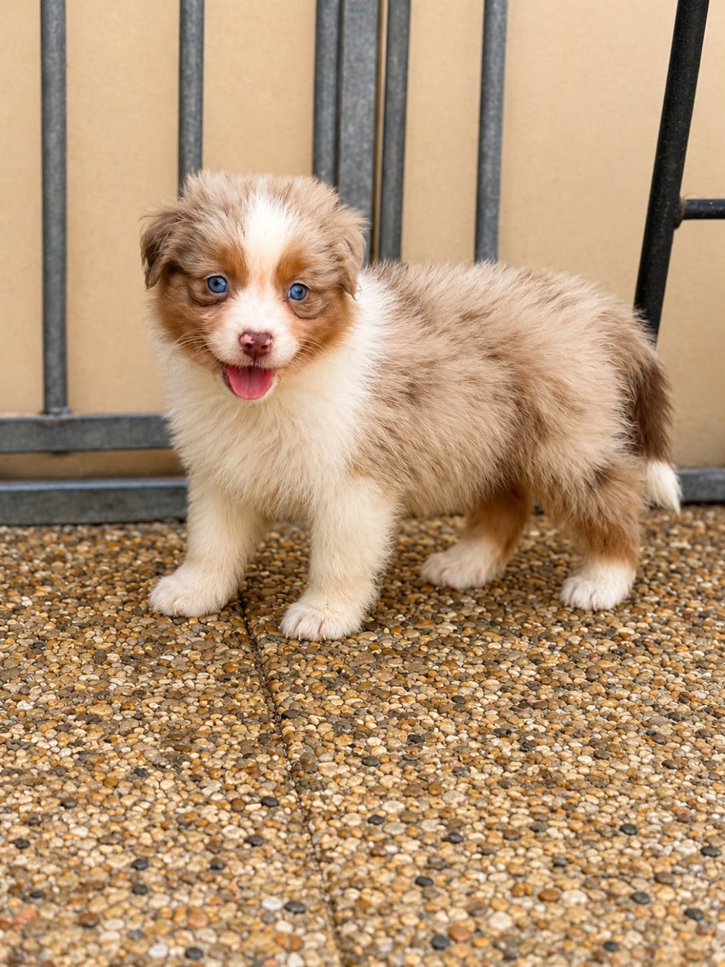 De L'Eclipse D'Azur - Chiots disponibles - Berger Australien