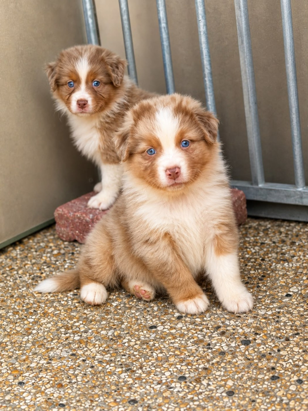 De L'Eclipse D'Azur - Chiots disponibles - Berger Australien