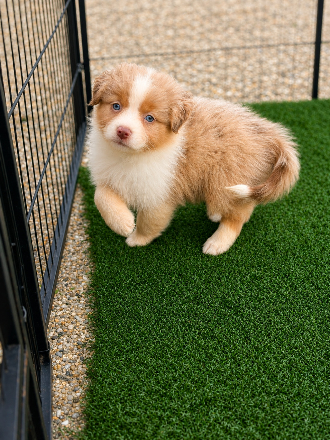 De L'Eclipse D'Azur - Chiots disponibles - Berger Australien
