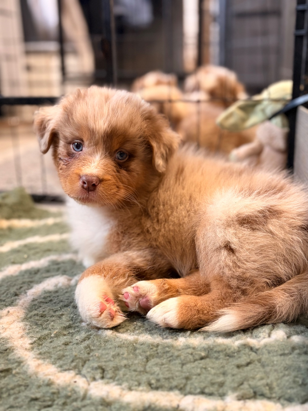 De L'Eclipse D'Azur - Chiots disponibles - Berger Australien
