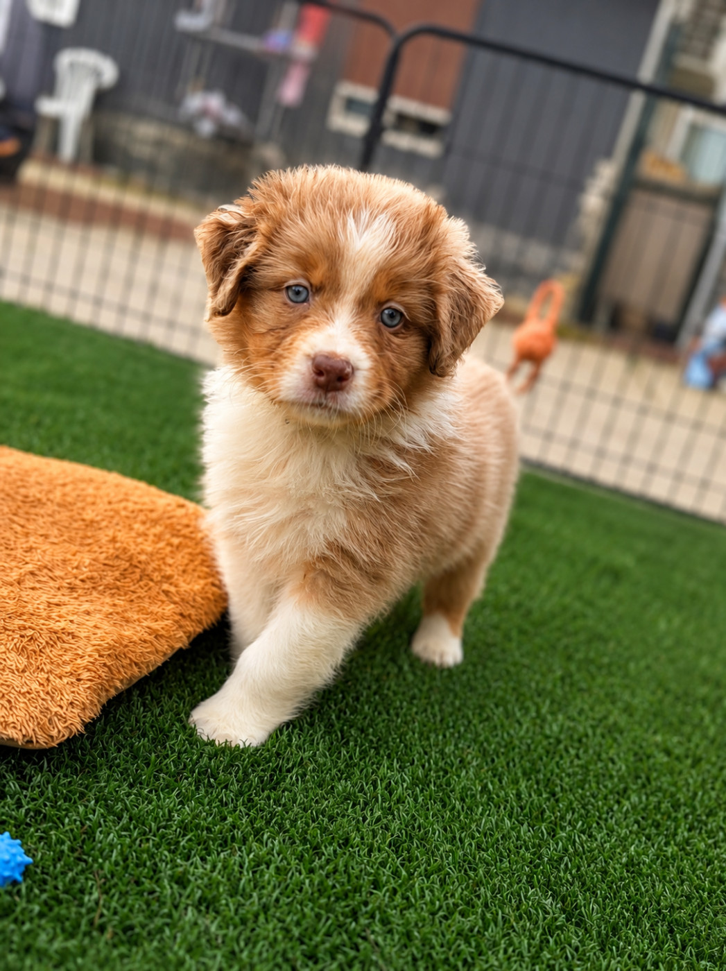 De L'Eclipse D'Azur - Chiots disponibles - Berger Australien