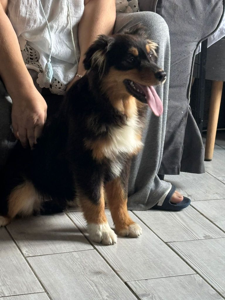 De L'Eclipse D'Azur - Chiots disponibles - Berger Australien